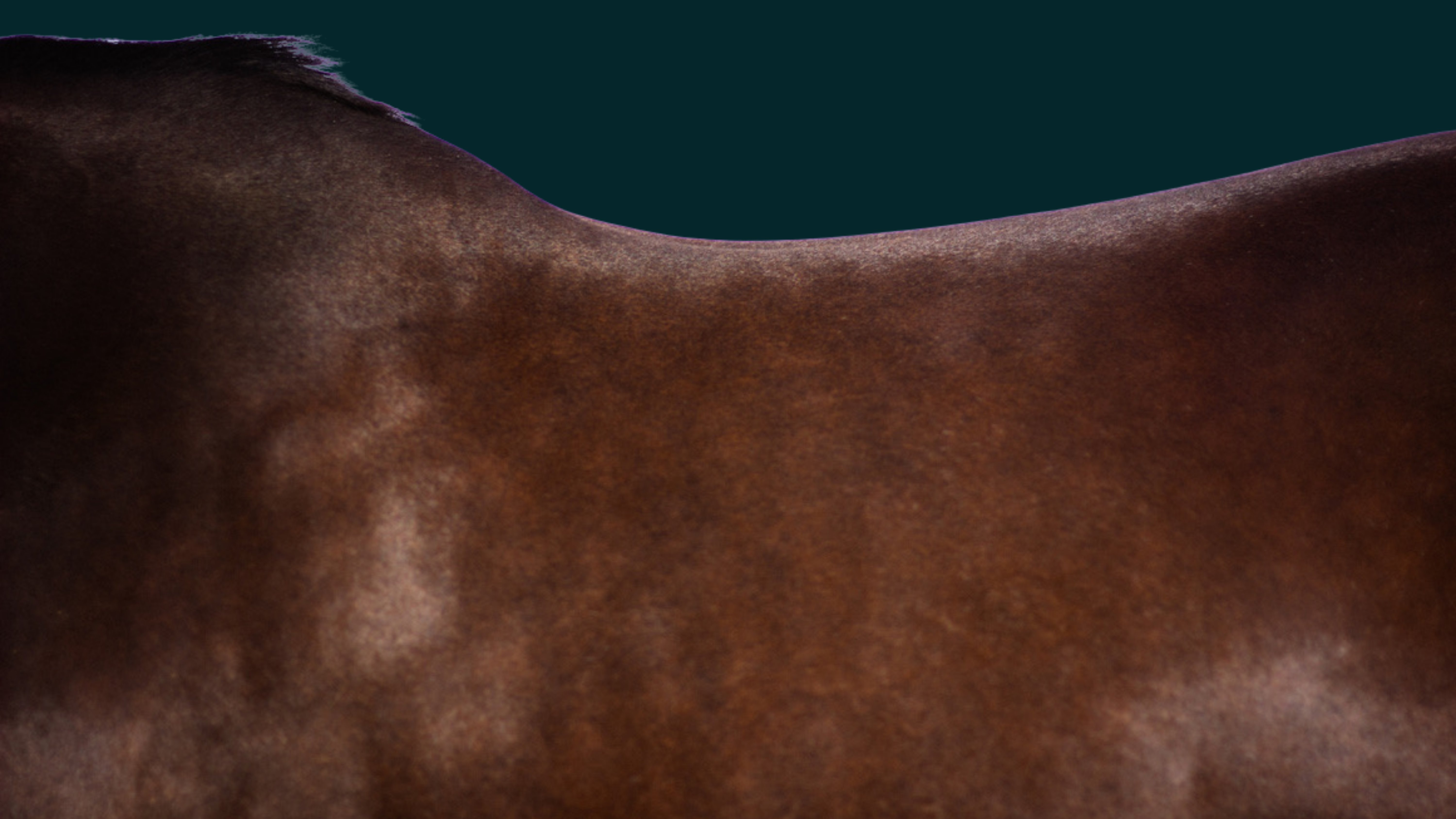 Whole-Horse Behaviours
